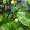 호두나무 이미지