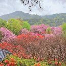 전주 완산 칠봉 꽃동산과 순천 선암사의 우중 만개, 2024. 04. 15 이미지