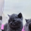 고양이분양 꽃개와 꽃냥 인천 청라점 이미지