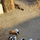 대관령 아기동물농장 | 강릉 가볼만한곳 대관령아기동물농장 강릉 동물원 후기