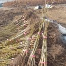 충남 금산군 묘목시장] 왜성 호두나무 묘목 팝니다 판매 하는곳(구입처 사는곳 구매처) 이미지