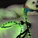 빛나는 강아지 이미지