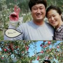 소백산풍기사과 이미지
