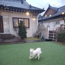 신라여관 | 경주 황리단길 독채펜션 신라여관 강아지 동반 가능한 숙소