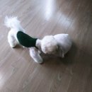 부르주화 펫 이미지