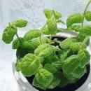 활용도 만점 애플민트 키우기 이미지