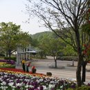 울산대공원 남문 사계절꽃밭의 튤립은 이제 막바지 단계에 있다.