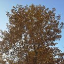 광교호수로404번길 | 수원 광교호수공원 아이와 나들이 강아지 산책코스