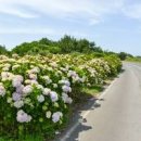 제주도 가볼만한곳 협재해수욕장 ~ 종달리 수국길(국내 여름 여행지) 이미지