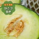 꿀맛 고당도 멜론 메론 칸탈로프 하니원 하미과 머스크 레드멜론 제철과일, 1개, 머스크멜론(4kg 2수) 이미지