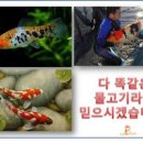 코이