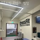 크로스핏코알라 이미지