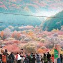 비밀의정원 이미지