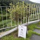 머스트화이트2동 네이버블로그