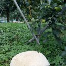 산내면 입석마을 이미지