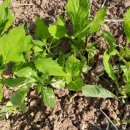 자생초농장 이미지