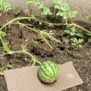 큰솔가든 이미지