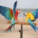앵무새 이미지