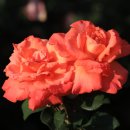 장미원입구 이미지