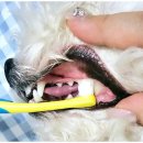 (주)레이지독 이미지