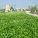 메밀꽃필무렵 이미지