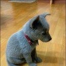 멍멍이PC 이미지