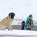 댕댕이버스 이미지