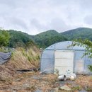 대추나무 80주 하우스1동 개곡인접 매가3500만원 쉼터추천 이미지