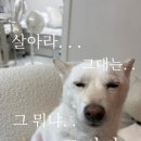 카페디저트 이미지