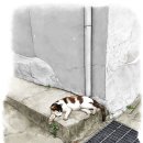 꿈꾸는고양이 이미지