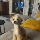 펫살롱 헤아림 이미지