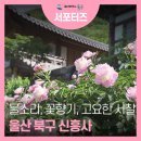신흥사 구 대웅전 단청반자 | 평화로운 울산 북구 신흥사, 작약 피고 계곡물 흐르는 아름다운 사찰