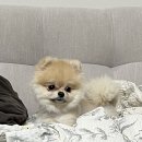 도그도기 이미지