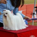 CAFE THE DOG 이미지