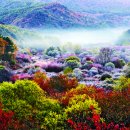 비밀의 정원 이미지