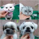 샵춘자 이미지