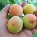 홍민농장 이미지