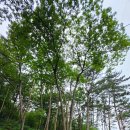 경남고성부동산 경남고성부동산임야매매 - 영현면 숲속 농막과 하우스가 있는 임야 자연인 토지매매 9795제곱미터(2968) 이미지