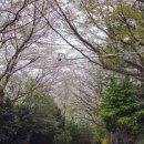 우룡산공원 | [광고] 부산 숨은 벚꽃 명소, 우룡산공원 아이와 다녀온 후기