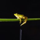 청개구리 이미지