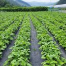 계촌농장 이미지