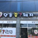 안동꿀돼지 이미지