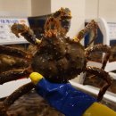 대게나라 이미지