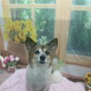 호이펫샵 이미지