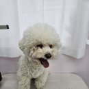 이쁜멍멍 이미지