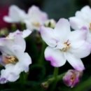 세인트폴리아 이미지