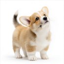 아이러브강아지 | 대구 대곡동 강아지분양 아이러브독 대구점 방문 후기 정리