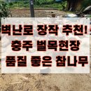 장작과 벌목 | 벽난로 장작 추천! 충주 벌목현장 품질 참나무