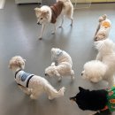 댕겨올개 이미지