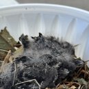 제주야생동물구조센터 | 제주에 살기 위하여 ep22. 까치새끼 구조 대작전 (feat.제주야생동물구조센터)